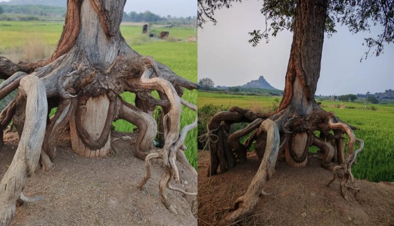 ‘వేరా’యే!